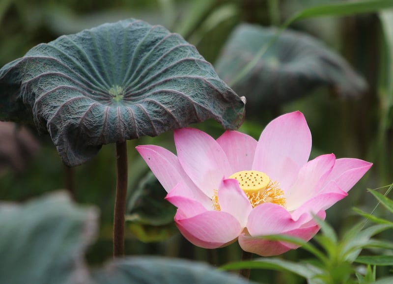Lotus Flower Yoga Meditation